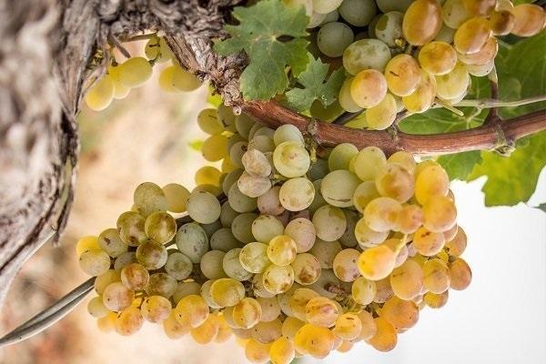 Описание сортов винограда, какие лучше для домашнего использования