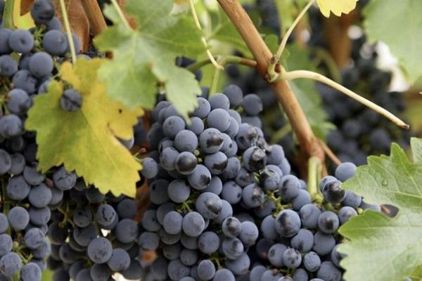 Описание сорта винограда Кишмиш черный, выращивание и сорта