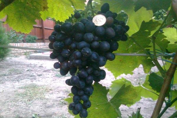 Описание сорта винограда Кишмиш черный, выращивание и сорта