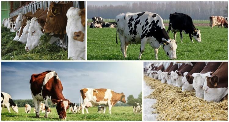Определение кормления коров и составление рациона с учетом потребления корма