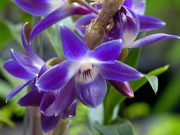 Орхидея Дендробиум – выращивание, уход и размножение в домашних условиях (видео + 100 фото)