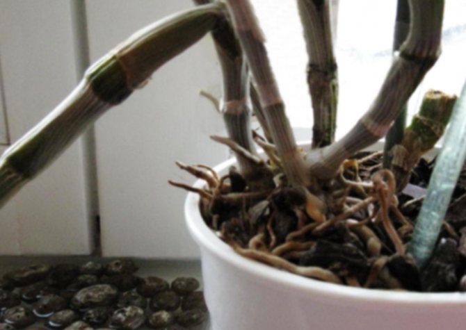 Орхидея Дендробиум – выращивание, уход и размножение в домашних условиях (видео + 100 фото)