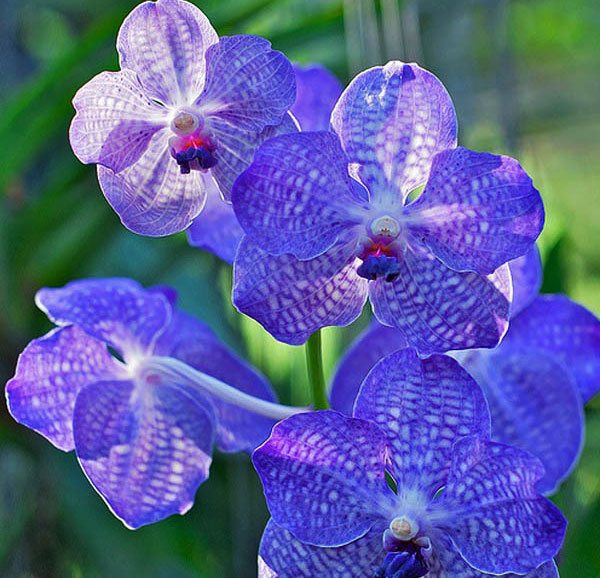 Орхидея Ванда: особенности посадки, размножения и ухода