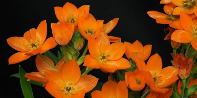Орнитогалум цветок. Описание, свойства, виды и уход за орнитогалумом