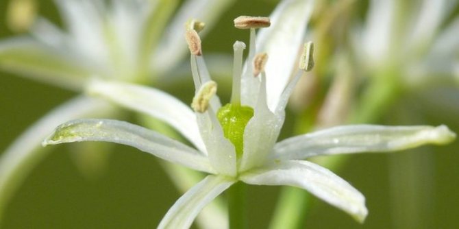 Орнитогалум цветок. Описание, свойства, виды и уход за орнитогалумом