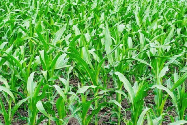 Грунтовые и предпосевные после кукурузы