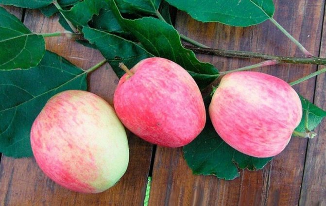 Основные признаки сорта и гибридов, агротехника выращивания яблок Сахарный Аркад