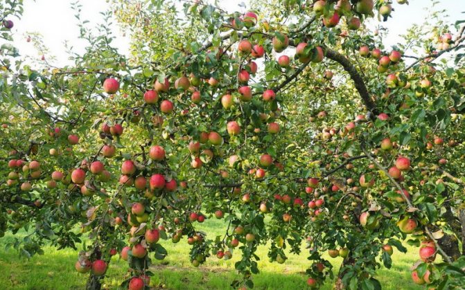 Основные признаки сорта и гибридов, агротехника выращивания яблок Сахарный Аркад