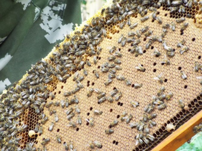 Основные правила зимовки пчел в ульях различного типа