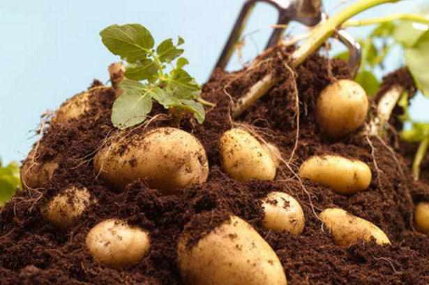 Особенности хранения картофеля: при какой температуре он замерзает
