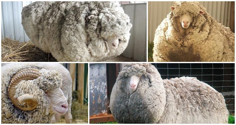 Свойства и характеристики тонкорунных овец, ТОП 6 пород и выход шерсти
