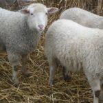 Свойства и характеристики тонкорунных овец, ТОП 6 пород и выход шерсти