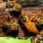 Особенности партеногенеза у пчел и проблемы при таком типе размножения