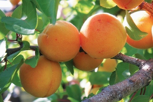Особенности посадки и выращивания сорта абрикоса Персик