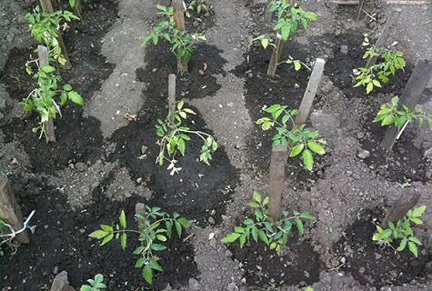 Особенности технологии терехинского способа выращивания томатов