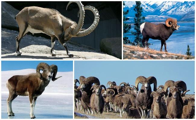 От каких животных произошли овцы, кто их предки и где живут их предки