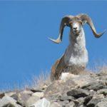 От каких животных произошли овцы, кто их предки и где живут их предки