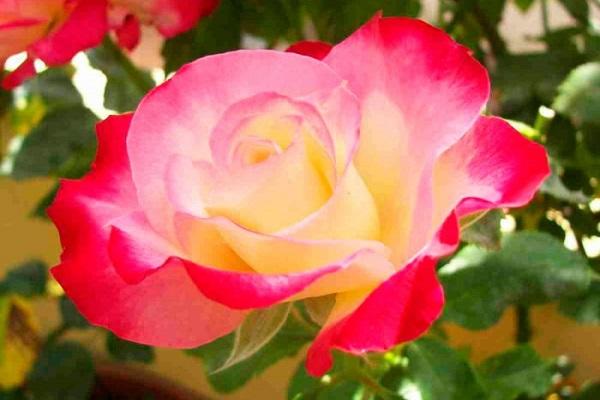 Отличия и сходство чайно-гибридных сортов розы и флорибунды, лучшие представители культур