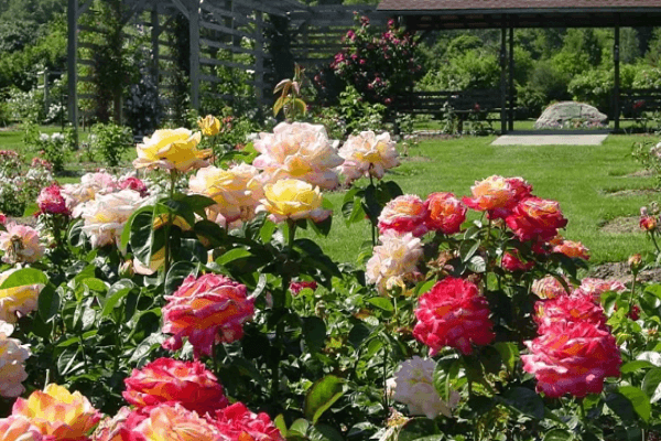 Отличия и сходство чайно-гибридных сортов розы и флорибунды, лучшие представители культур