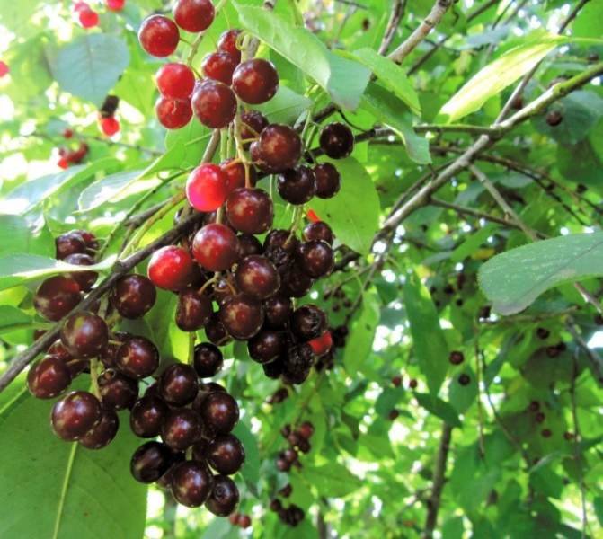 Характерные особенности гибридов смородины и вишни, посадка и уход, размножение