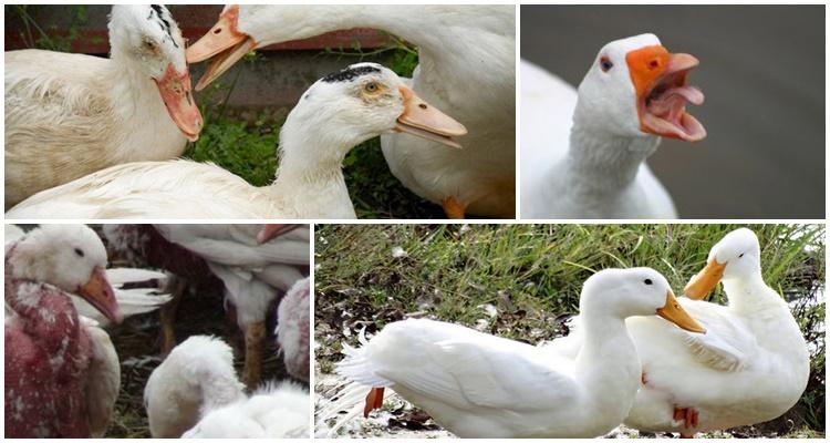 Почему гуси едят перья и щиплют друг друга и что делать