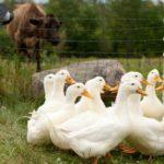 Почему гуси едят перья и щиплют друг друга и что делать