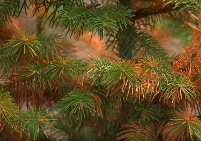 Почему деревья зеленые? Ученые раскрыли секрет вечнозеленых хвойных деревьев