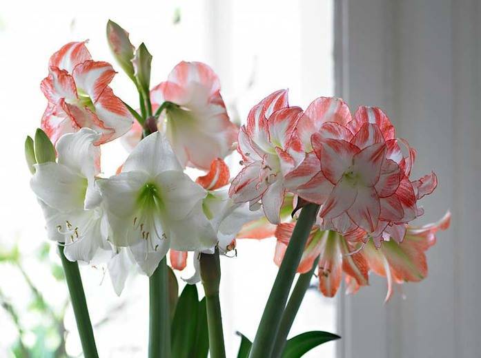 Почему не цветет гиппеаструм и что делать в домашних условиях?