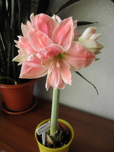 Почему не цветет гиппеаструм и что делать в домашних условиях?