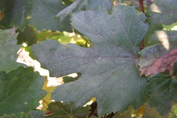 Почему появляется белый налет на листьях винограда, эффективные меры борьбы и чем лечить