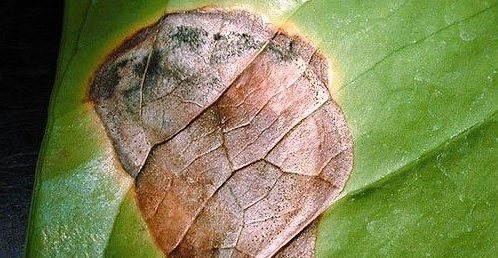 Почему сохнут листья у антуриума и какими способами можно спасти растение?