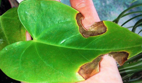 Почему сохнут листья у антуриума и какими способами можно спасти растение?