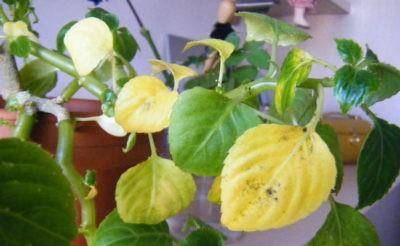 Почему у цветка Ванька мокрый желтеют и опадают листья и что с этим делать