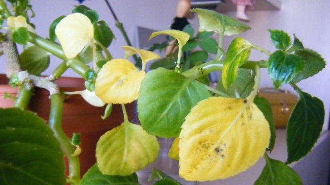 Почему у цветка Ванька мокрый желтеют и опадают листья и что с этим делать