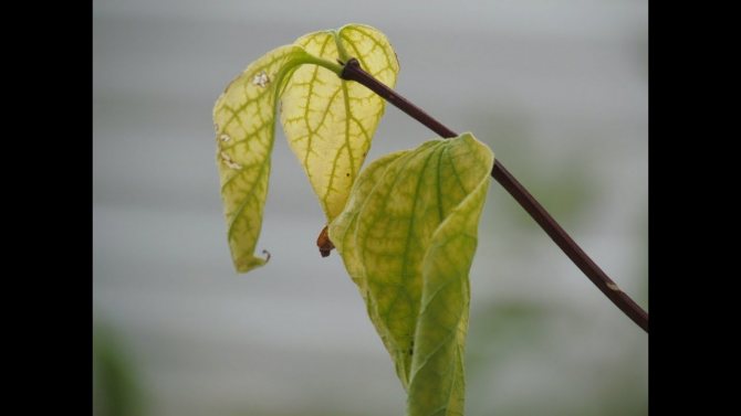 Почему у комнатных растений желтеют листья - причины и лечение
