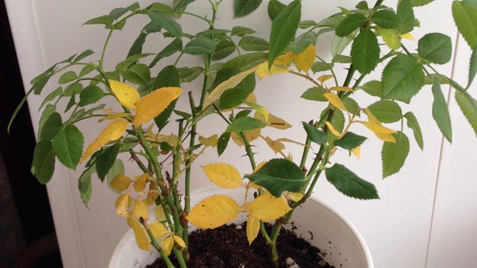 Почему у комнатных растений желтеют листья - причины и лечение