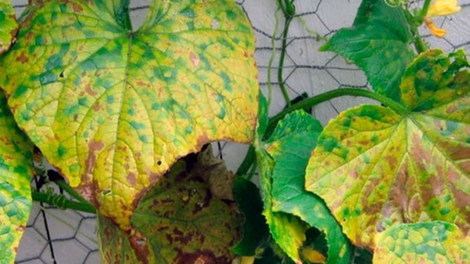 Почему желтеют и сохнут листья огурцов и что с этим делать?