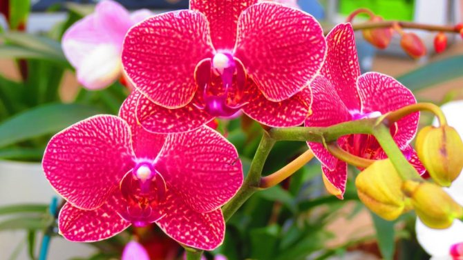 Почему у орхидей вдруг начинают вянуть цветы и что делать
