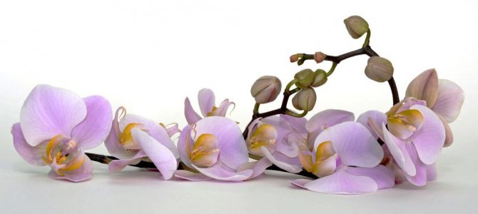 Почему у орхидей вдруг начинают вянуть цветы и что делать