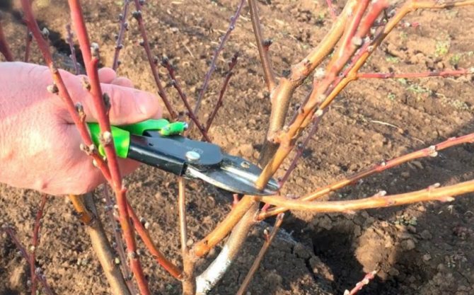 Подготовка персика к зиме: как правильно укрыть и утеплить