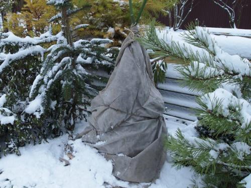 Подготовка вейгелы к холодам: нужно ли укрытие на зиму, как правильно укрыть в Подмосковье, в средней полосе,