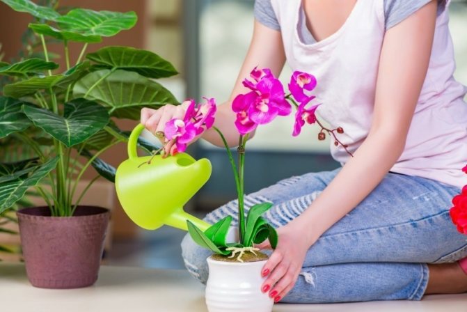Подкормка орхидей чесноком: польза, применение, рецепты чесночной настойки