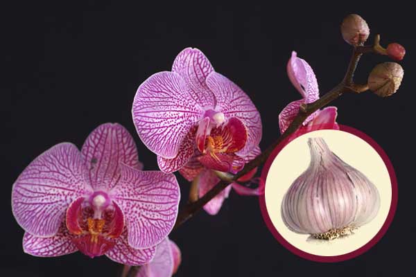Подкормка орхидей чесноком: польза, применение, рецепты чесночной настойки