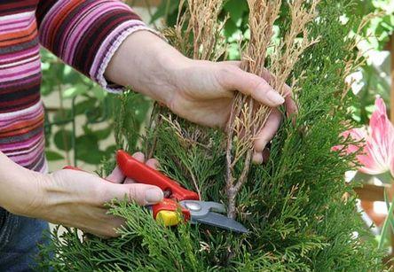 Подкормка туи осенью: когда и как использовать удобрения, подготовка растения к зиме