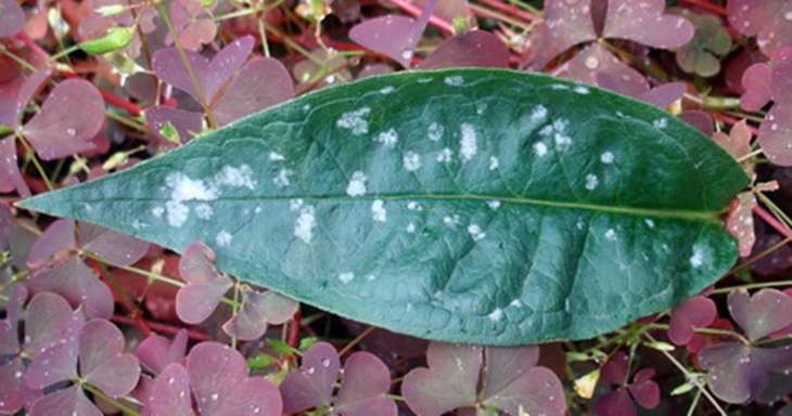 На листьях фикуса Бенджамина появились пятна: лечение и профилактика каучуконоса