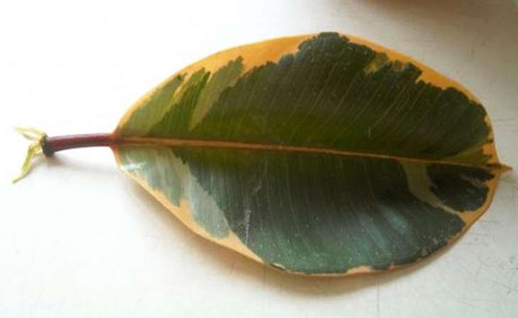 На листьях фикуса Бенджамина появились пятна: лечение и профилактика каучуконоса