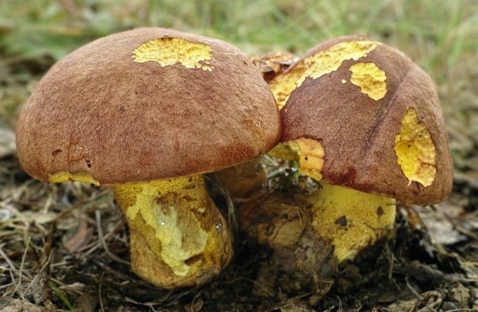 Полубелые грибы (Hemileccinum impolitum) или подберезовики: отлично подходят для маринада