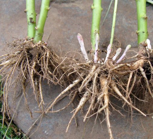 Польза, лечебные свойства и противопоказания к употреблению заячьей капусты
