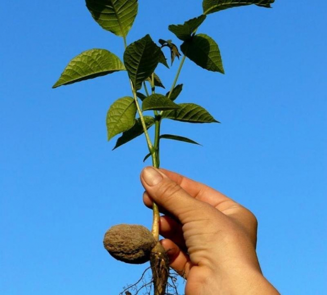 Посадка саженцев грецкого ореха осенью и весной: правила ухода и выращивания