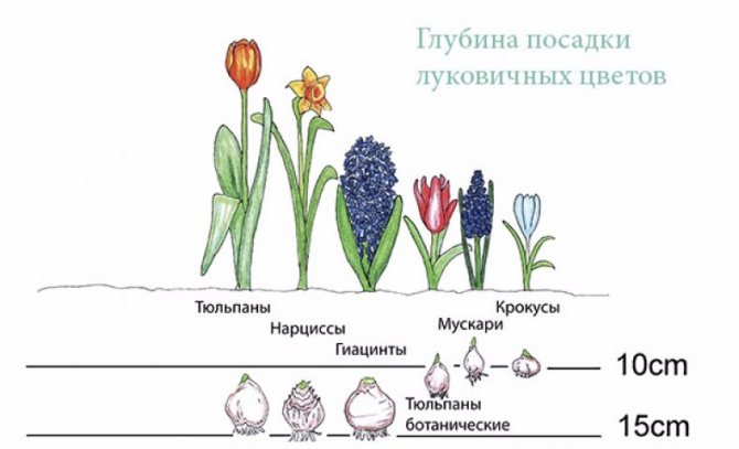 Посадка тюльпанов осенью по лунному календарю 2021 для Московской области